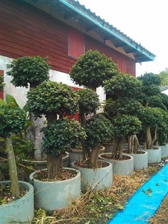 ไทรช้อนทอง  | Wood garden - บางกรวย นนทบุรี