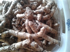 ว่านรางจืด curcuma sp.