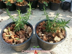 Creeping Rosemary | MAomblooms - แม่เมาะ ลำปาง