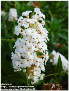 Butterfly bush. White. ดอกหอม