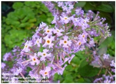 Butterfly bush violet ดอกหอม