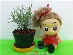 Curry plant
