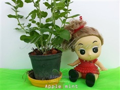 Apple mint