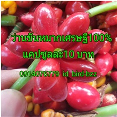 ว่านขันหมากเศรษฐี100% | สามร้อยยอด - สามร้อยยอด ประจวบคีรีขันธ์