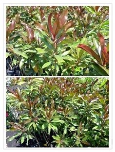 ต้นตีนเป็ดแดง | สุทินพันธ์ุไม้ - ศรีประจันต์ สุพรรณบุรี