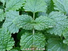 Lemon balm