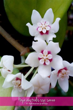 Hoya australis