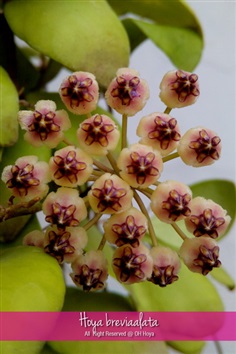 Hoya brevialata