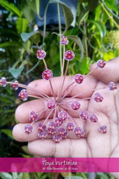 Hoya burtoniae