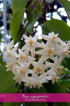 Hoya cagayanensis