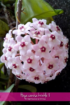 Hoya canosa krinkle 8