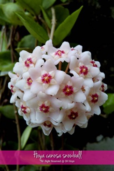 Hoya canosa snowball