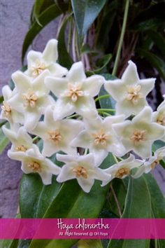 Hoya chlorantha