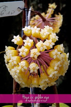 Hoya cv.golden eye