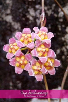 Hoya davidcummingii