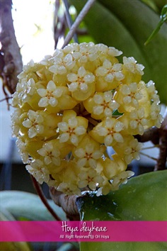 Hoya deykeae