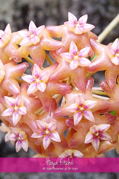 Hoya fitchii