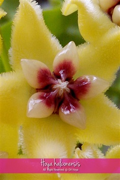 Hoya halconensis