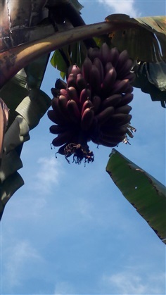 ต้นกล้วยนาก | บ้านสวน การ์เด้น - บางแพ ราชบุรี