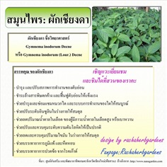 ชาผักเชียงดา ชนิดซองเยื่อกระดาษ | สวนคุณน้อย - สารภี เชียงใหม่