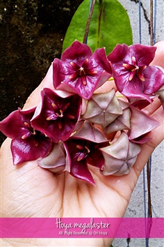 Hoya megalaster