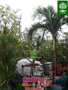 ขายต้นคูนชมพูลำต้น4นิ้วสูง3เมตรราคาถูก