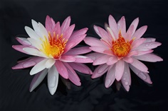 บัว Pink Dawn Nymphaea