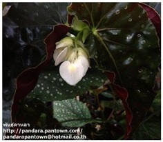 Begonia