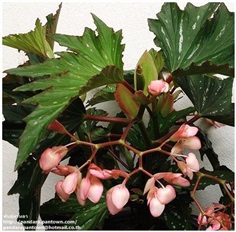 Begonia