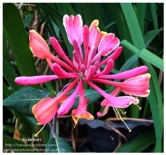 ดอกสายน้ำผึ้งสีชมพู ดอกหอม | พันธุ์ดาหลา - เมืองเชียงใหม่ เชียงใหม่