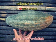 เมล็ดพันธุ์ผัก พื้นเมือง พื้นบ้าน