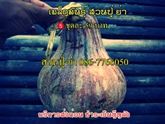 เมล็ดพันธุ์ผัก พื้นเมือง พื้นบ้าน