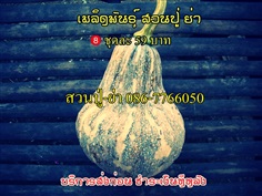 เมล็ดพันธุ์ผัก พื้นเมือง พื้นบ้าน