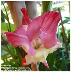 Gladiolus