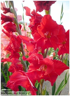 Gladiolus