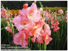 Gladiolus