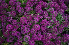 Alyssum : Purple อลิสซัม / 50 เมล็ด