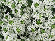 Alyssum : White อลิสซัม / 50 เมล็ด