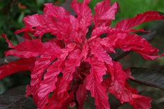 Amaranthus : Splendor อะมารันทัส / 30 เมล็ด