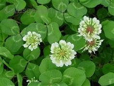 White Dutch Clover โคลเวอร์ / 600 เมล็ด