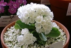 Fairy primrose : White แฟรี่ พรีมโรส / 30 เมล็ด