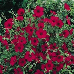 Flax : Scarlet แฟล็ก / 100 เมล็ด