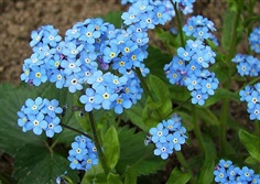 Forget me not (Myosotis) : Blue ฟอเก็ต มี น็อต / 30 เมล็ด