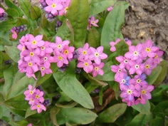 Forget me not (Myosotis) : Pink ฟอเก็ต มี น็อต / 30 เมล็ด