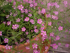 Gypsophila : Elegans Mix ยิปโซ / 50 เมล็ด