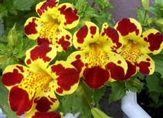 Mimulus (Tiger Monkey Flower) : Mix มิมูลัส / 100 เมล็ด