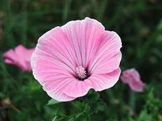 Rose mallow : Silver cups โรสมาลโล/ 10 เมล็ด