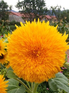 Sunflower : Giant Sun Gold ทานตะวัน / 5 เมล็ด