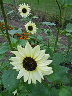 Sunflower : Italian White ทานตะวันสีครีม / 5 เมล็ด