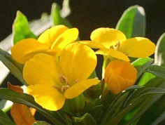 Wallflower : Deep Yellow วอลล์ฟลาวเวอร์ / 50 เมล็ด